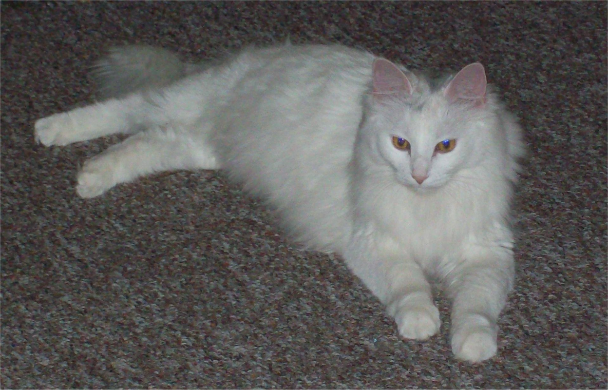 white cat laying down