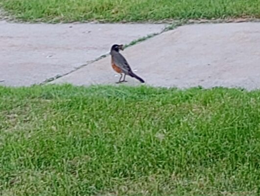 Robin with worm in mouth - opportunity to feed her babies